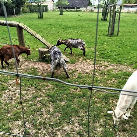 Ferienhaus Gite Gites De France - La Sellerie Ypreville-Biville