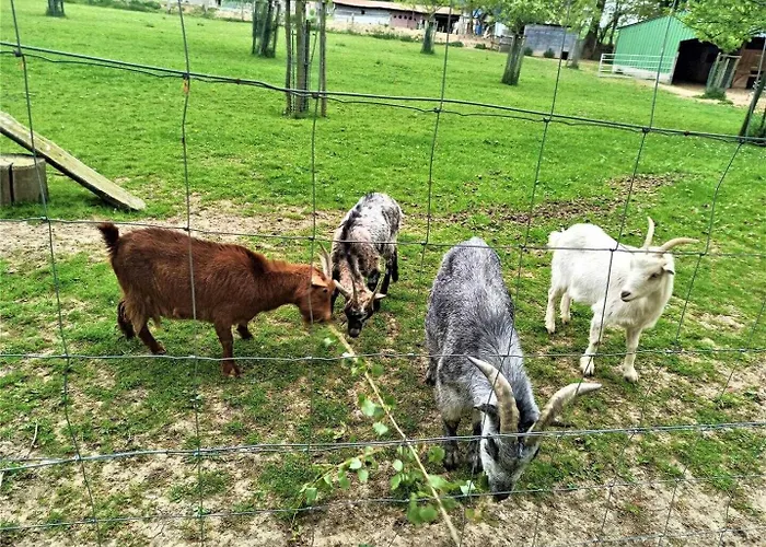 De France - La Sellerie Ypreville-Biville